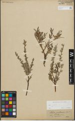 Foto von Salix repens subsp. rosmarinifolia (L.) Andersson